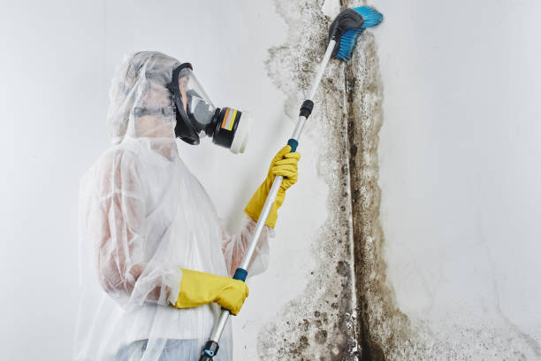 Best Residential Mold Remediation in Chico, TX
