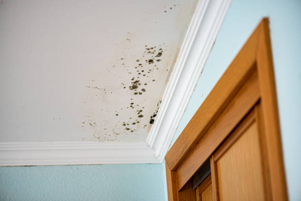 Best Mold Remediation for Specific Building Types in Chico, TX