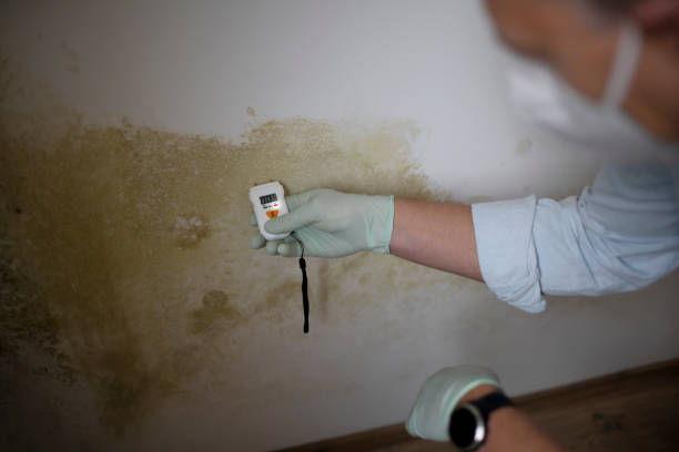 Best Health and Safety Mold Remediation in Chico, TX
