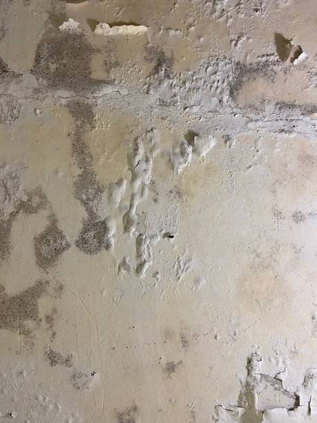 Best Mold Remediation for Specific Building Types in Chico, TX