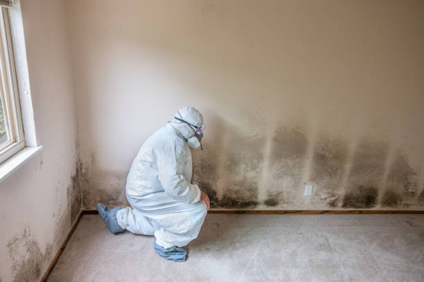 Best Emergency Mold Remediation in Chico, TX